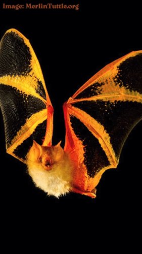 Video post from taylor.theyellowbird.