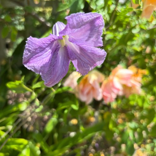 Photo post from gardenhousebrighton.
