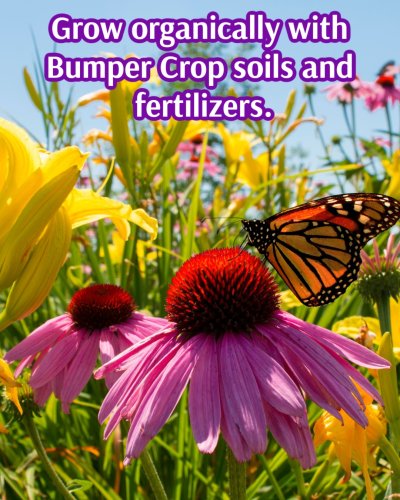 Photo post from masternurserybumpercrop.