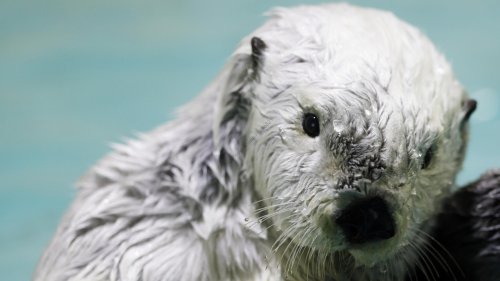 Photo post from yossy_animalphoto321.