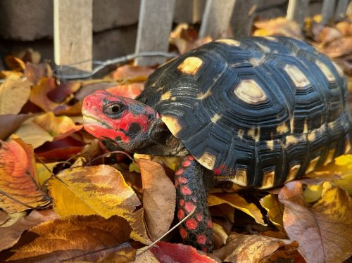 Photo post from carapacecritters.