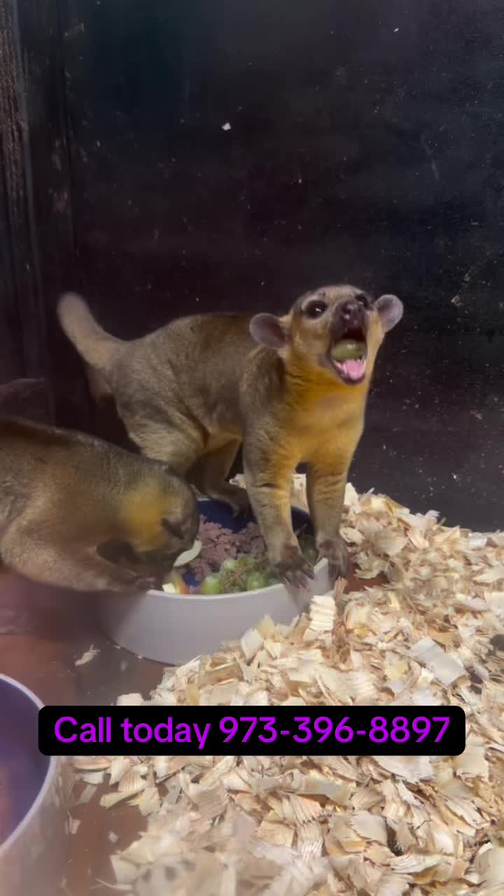 Video post from njexoticpets.