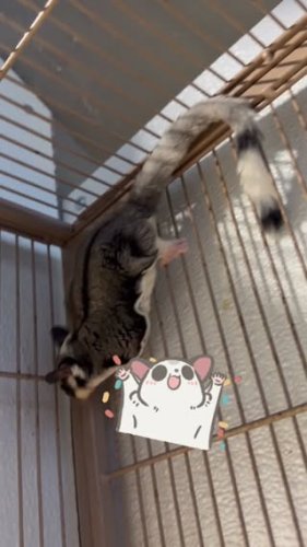 Video post from njexoticpets.