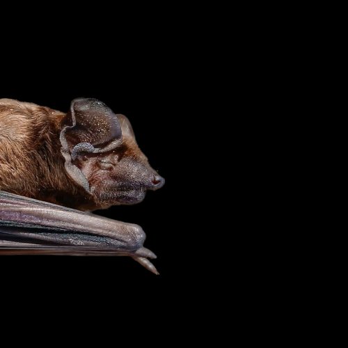 Carousel post from dirkoosterholt.