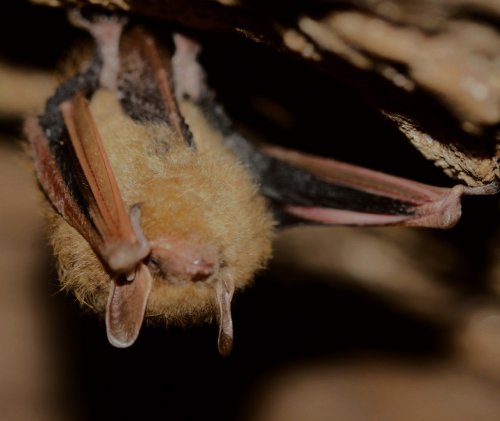 Photo post from bernheimforest.