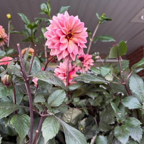 Photo post from gardenhousebrighton.