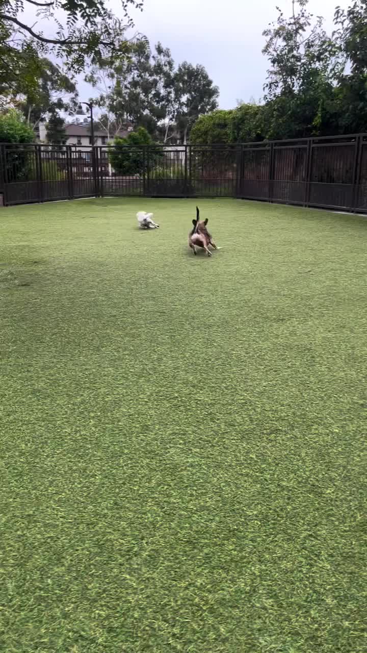 Video post from pawsplaysandiego.