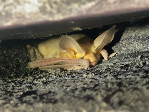 Carousel post from nevadadot.