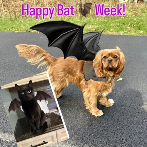 Photo post from ozzy_of_galena_.