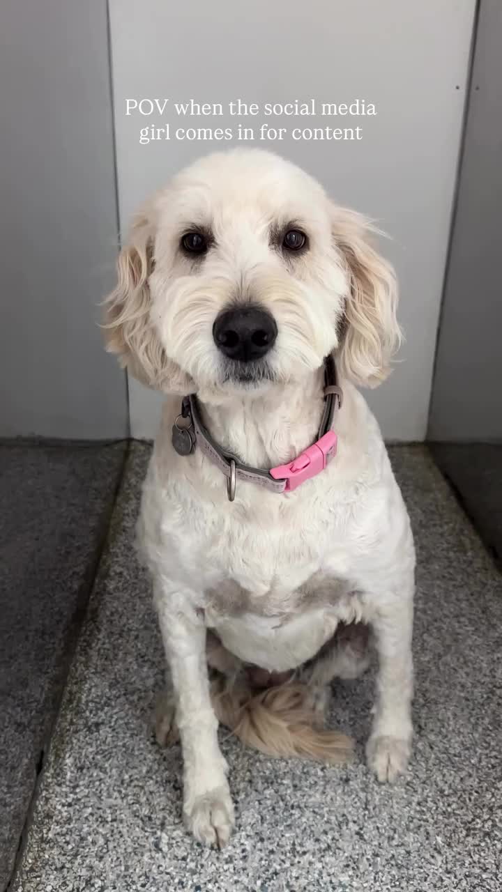 Video post from familyanimalhospitalcm.