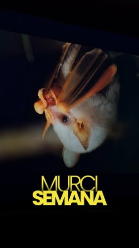 Video post from dulcepdc.