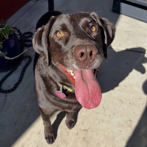 Photo post from pawsplaysandiego.