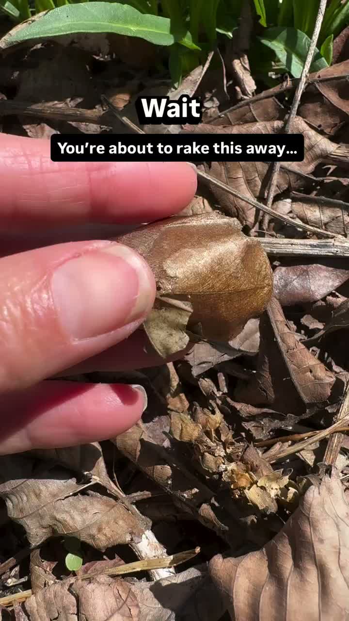 Video post from gigisgardentips.