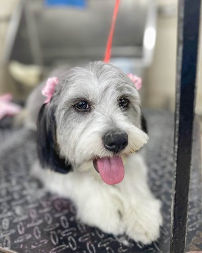 Photo post from medicalpettj.