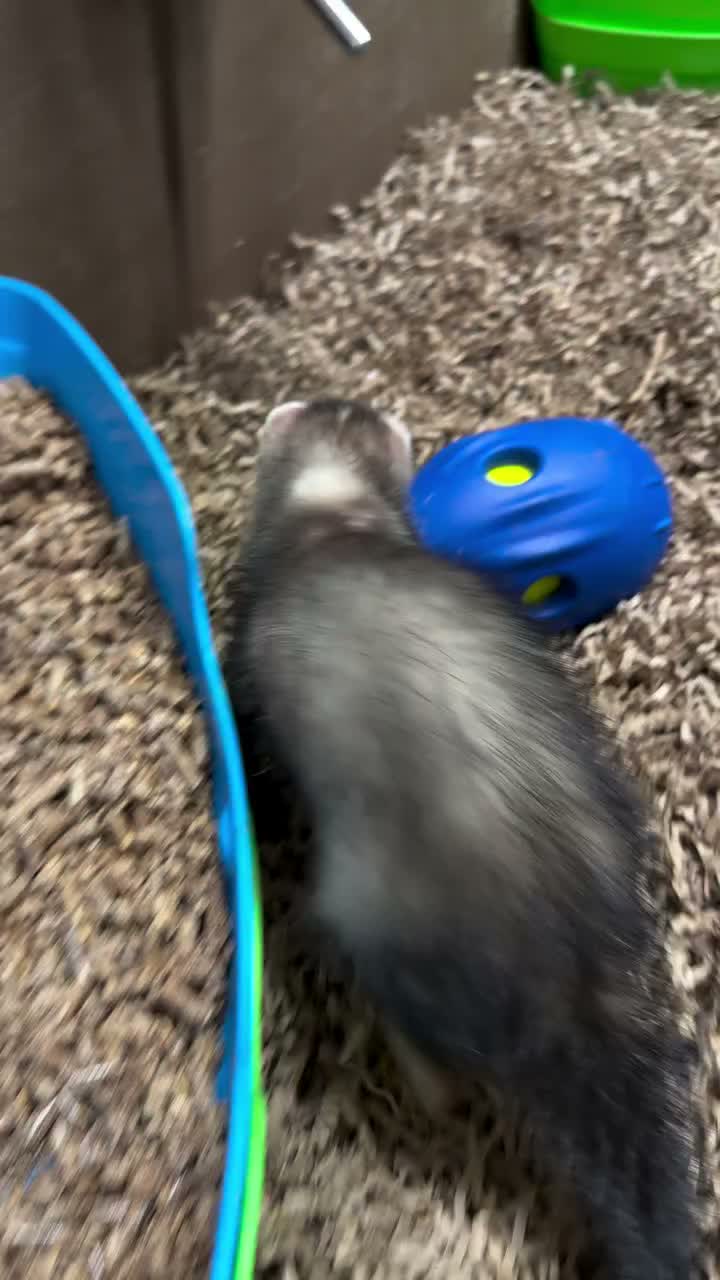 Video post from njexoticpets.
