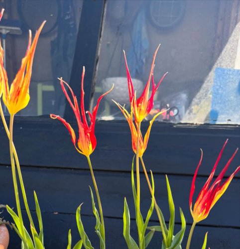 Photo post from gardenhousebrighton.