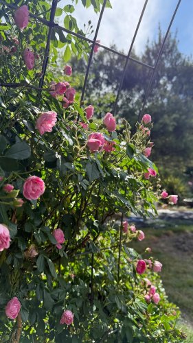 Video post from janegilpingardens.