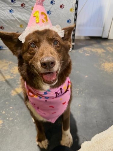 Carousel post from k9playtimedoggydaycare.