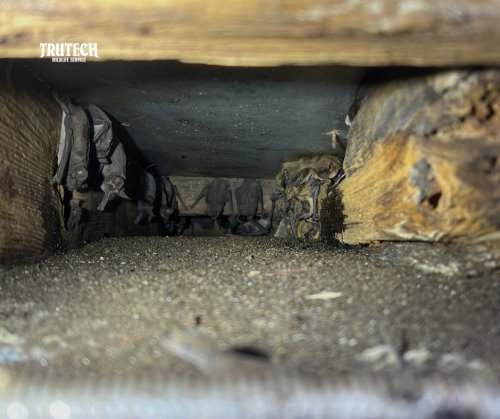 Carousel post from trutechwildlife.