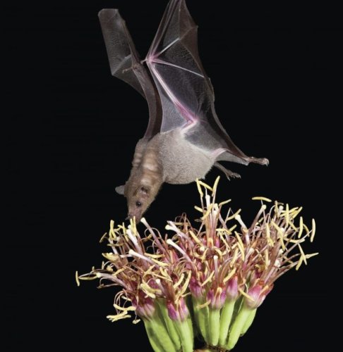 Photo post from naturalbridgecaverns.