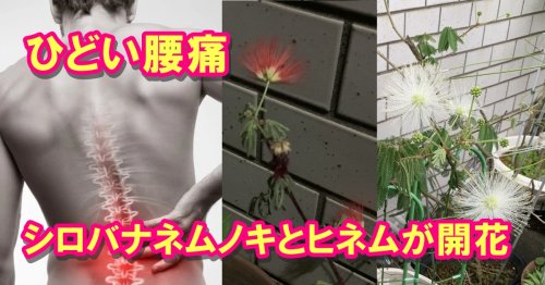 Photo post from nmomose.