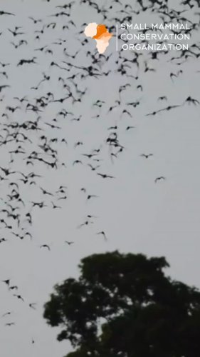 Video post from smaconafrica.