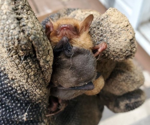 Photo post from cumberlandcaverns.