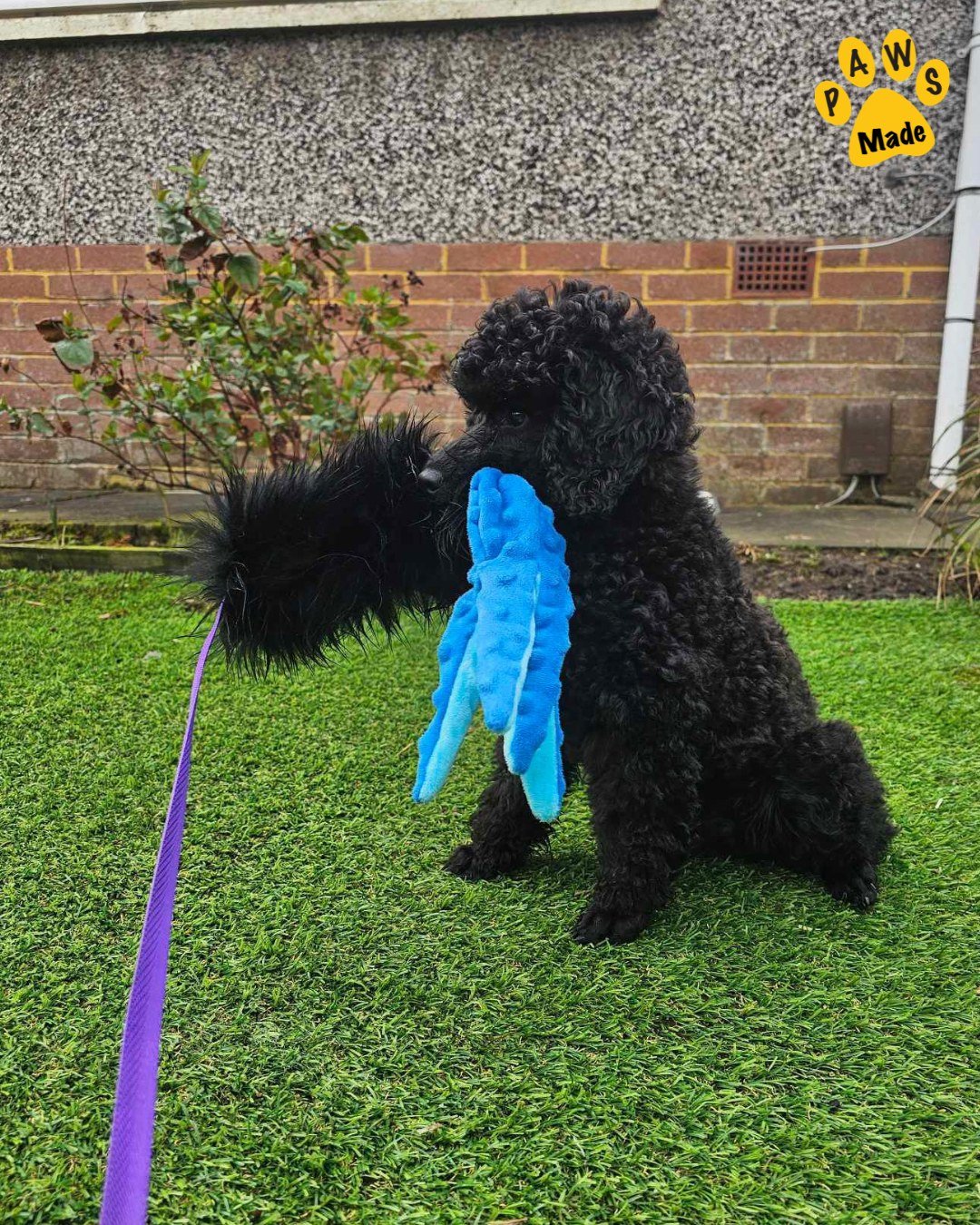 Photo post from pawstrading.