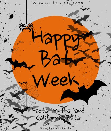 Photo post from battygonebatty.