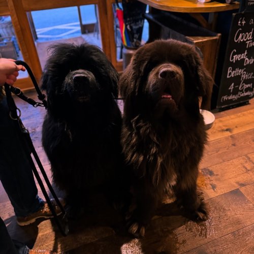 Photo post from toast_flyford.