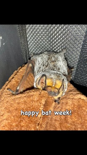 Video post from battyloon.