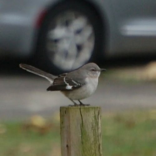 Photo post from thebeeandbee042608.