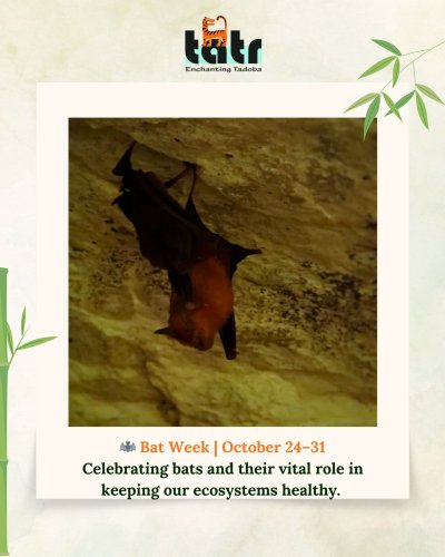 Carousel post from mytadoba.