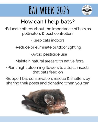 Photo post from littlewingbathaven.