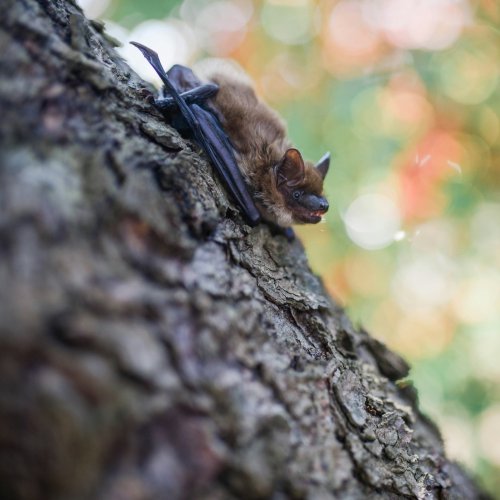 Photo post from wildcarecapecod.