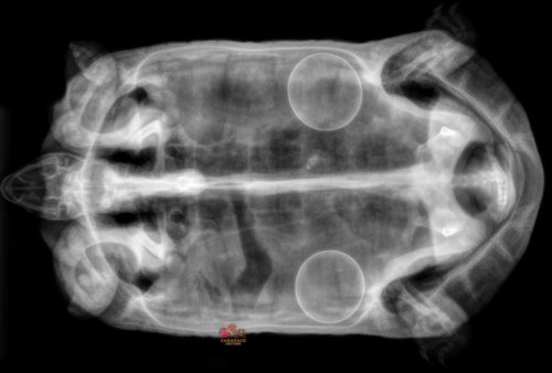 Carousel post from carapacecritters.