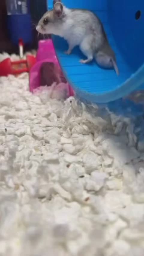 Video post from njexoticpets.