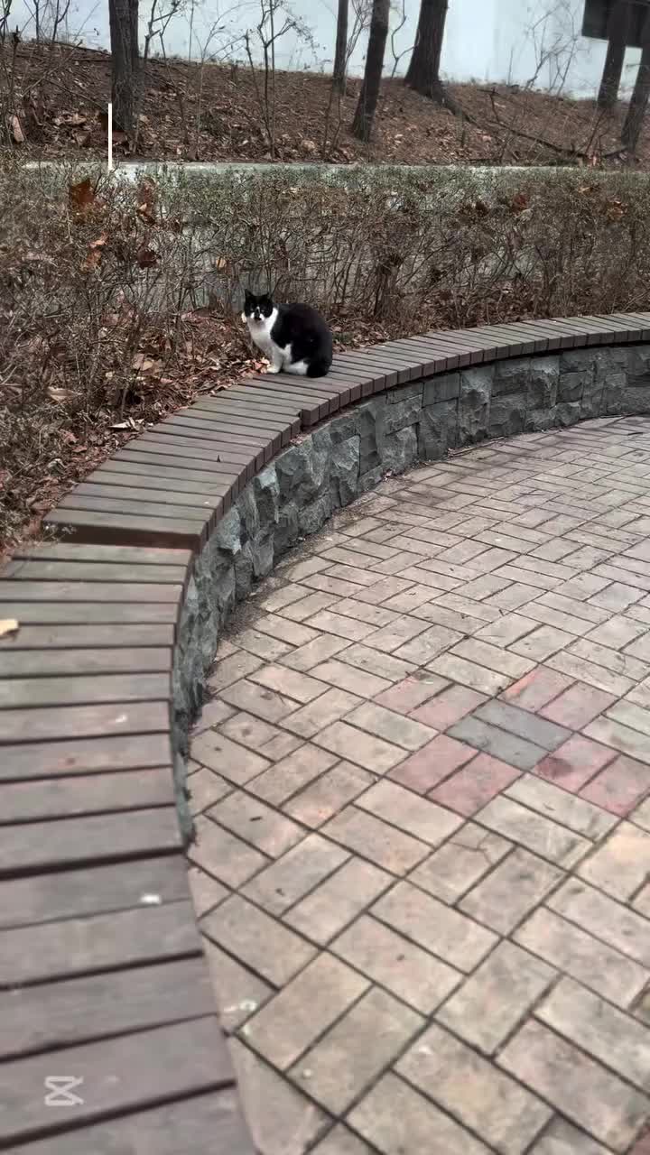 Video post from nydreamer7.