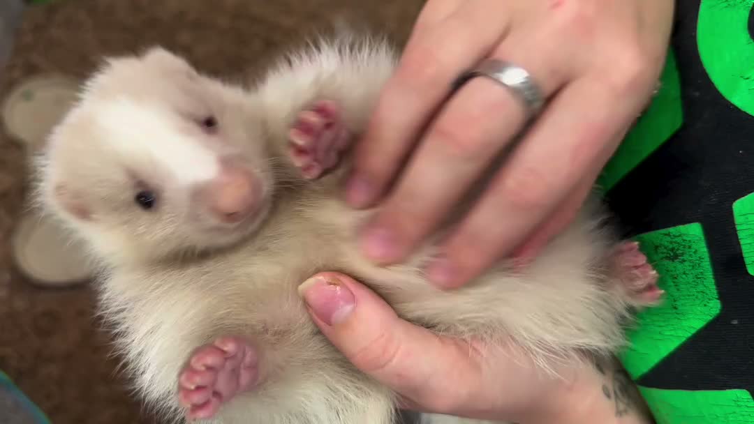 Video post from njexoticpets.
