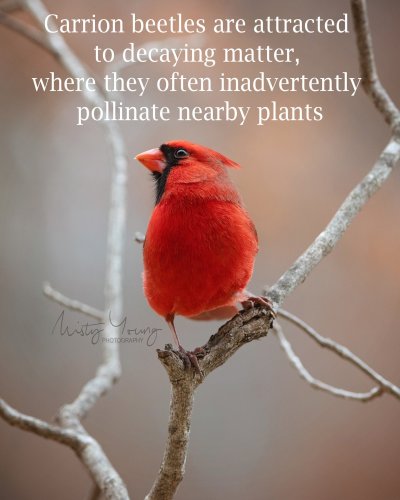 Photo post from mistyyoungphoto.