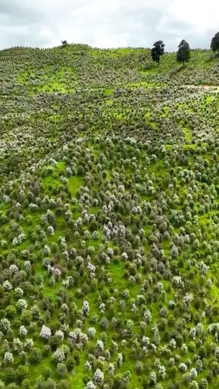 Video post from comvita_nz.