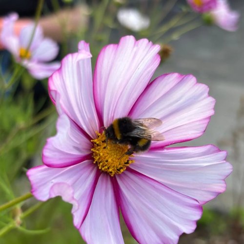 Photo post from cannywilddi.