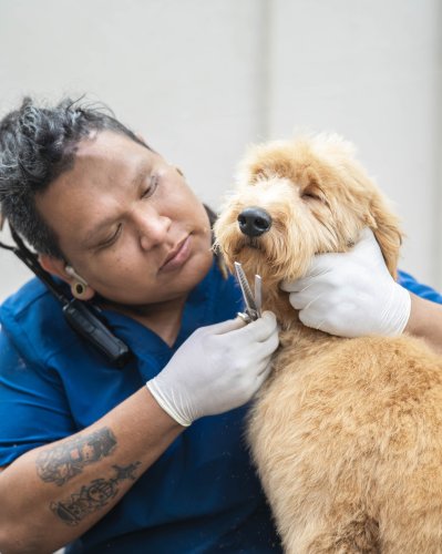 Photo post from medicalpettj.