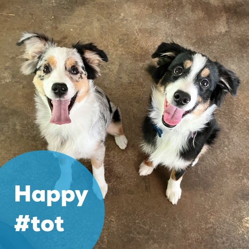 Photo post from pawsplaysandiego.