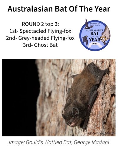 Photo post from australasianbatsociety.