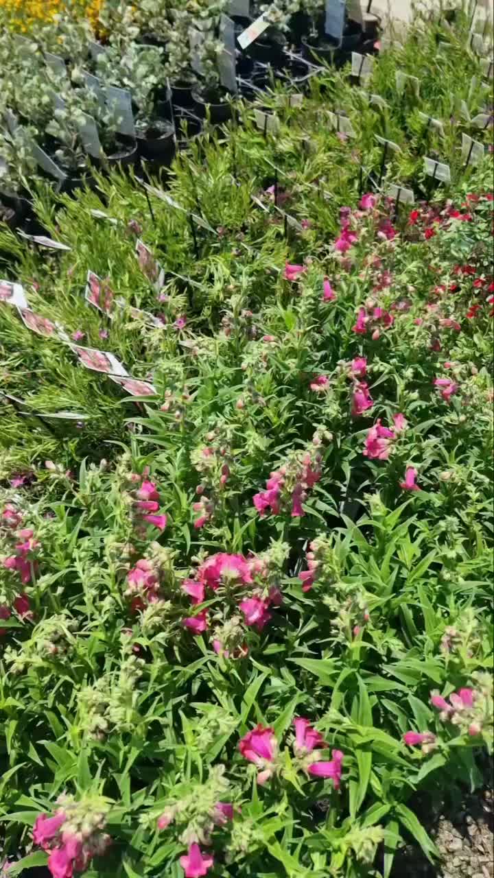 Video post from plantmark.