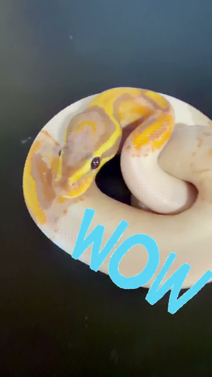 Video post from njexoticpets.