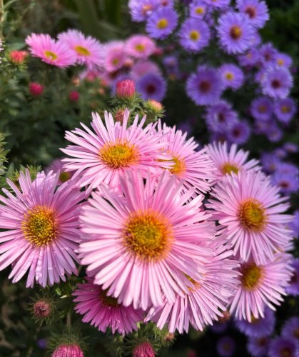 Photo post from gardenhousebrighton.