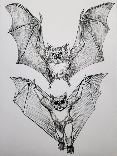 Photo post from twistybat.