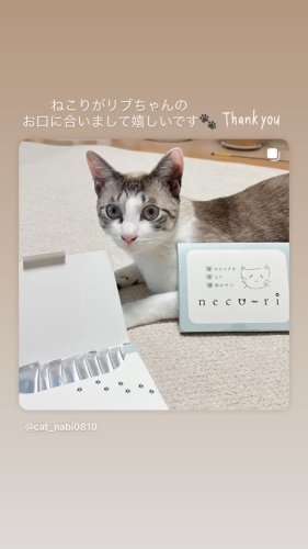 グレー　ネコリ　neco-ri 4箱 グレー様専用 ネコリ neco-ri 4箱